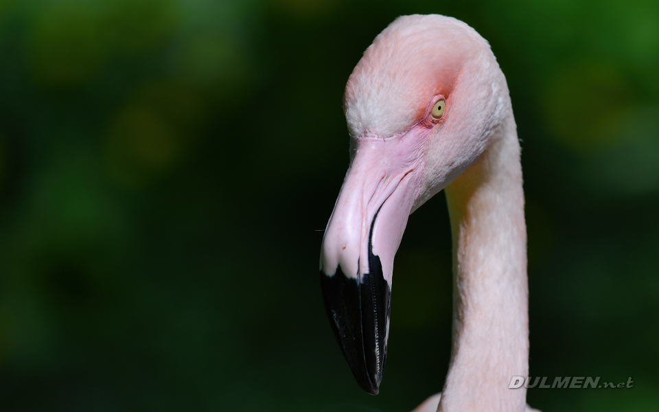 Flamingo (Phoenicopterus spp.)